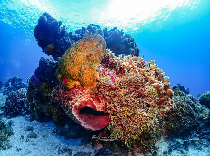 Vibrant coral reef and sponges underwater off Mexico illustrating fun facts about Mexico