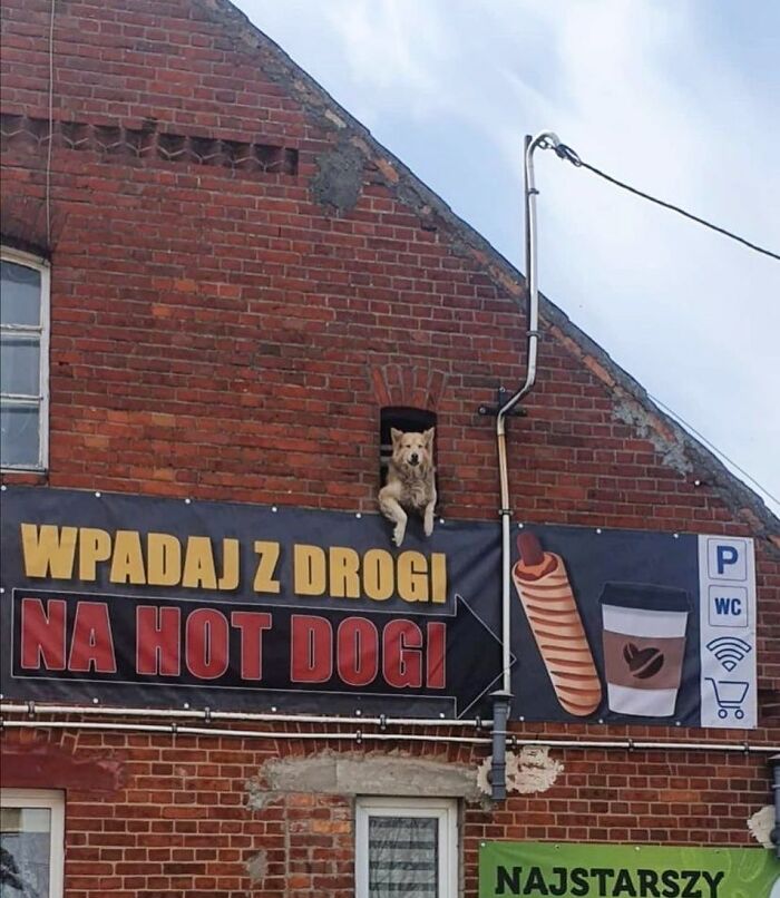 Adorable dog caught peeking out of a small window in a brick building above a colorful sign.