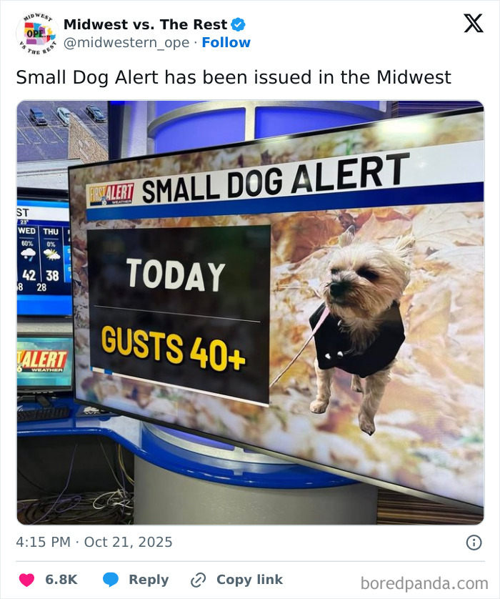 Small dog alert warning on Midwest life meme with gusts over 40 mph and a small dog in a black jacket.