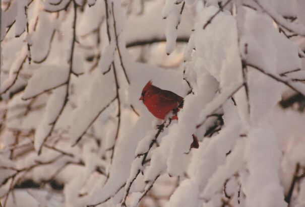 1987-cardinal-in-snowy-tree-696d0607e8dfe.jpg