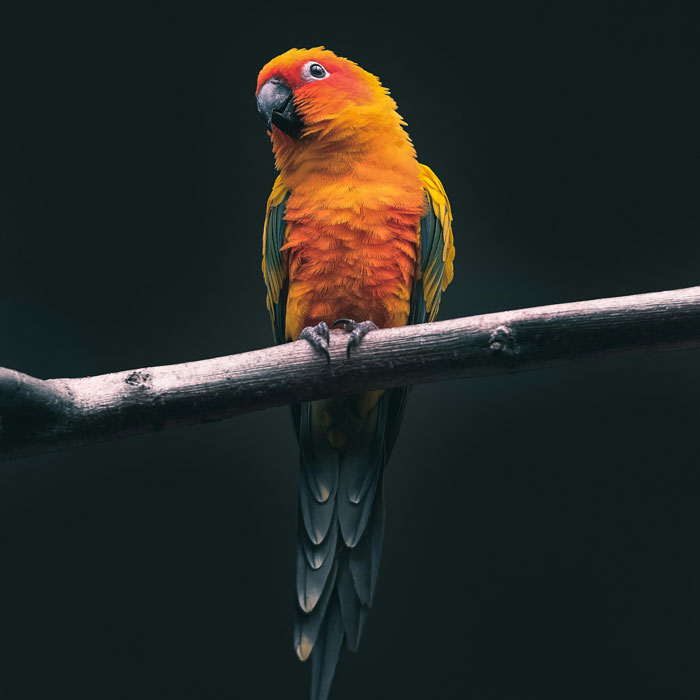 Vibrant orange parrot perched on a branch against dark background, people realized this bird looked amusingly weird