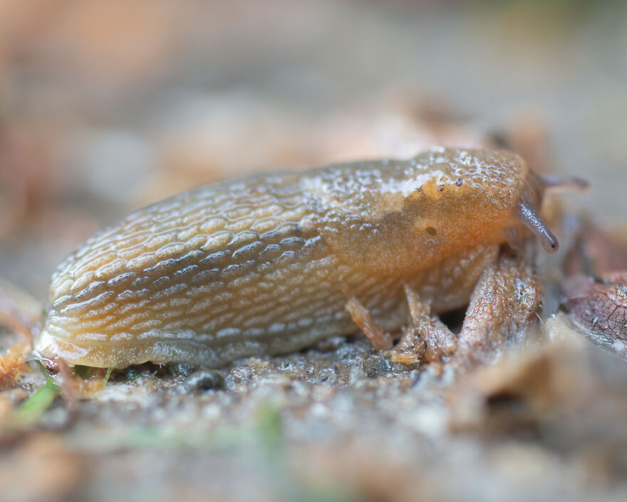 Close-up of a slug showcasing biomimicry in nature with textured skin patterns inspiring design solutions.