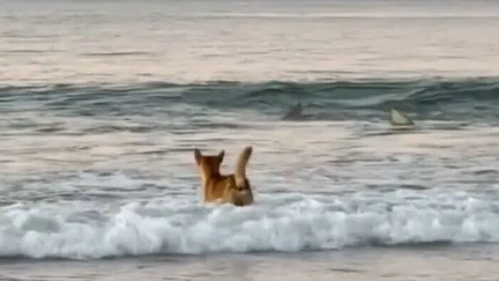 Dingo standing in ocean waves at sunset, illustrating the environment linked to the Canadian teen case autopsy results.