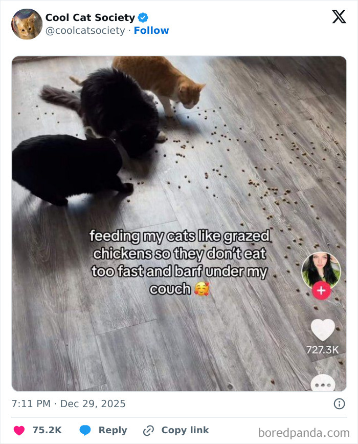 Three cats eating scattered food on a wooden floor in a funny scene showing how awesome cats are.