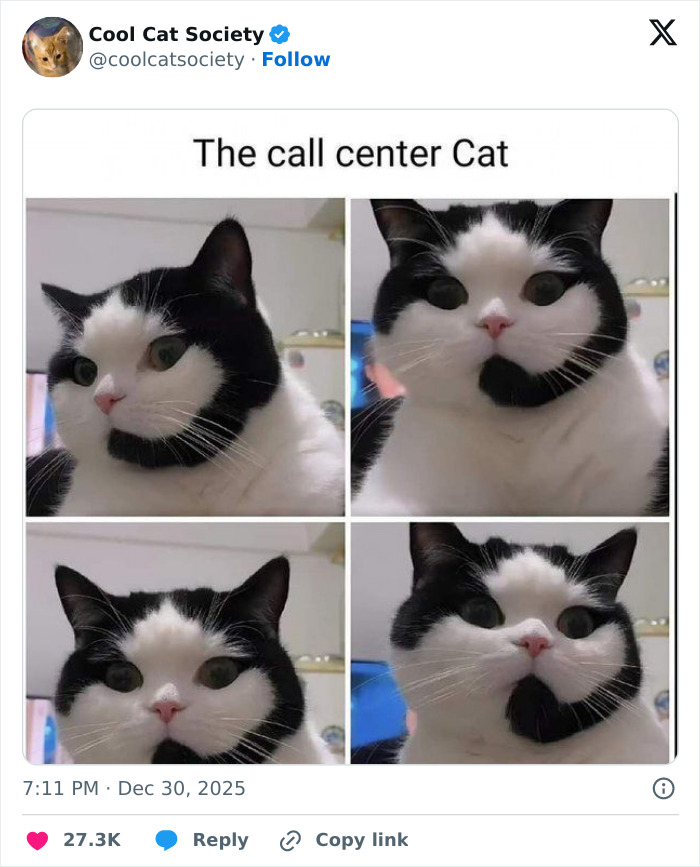 Four close-up images of a black and white cat with expressive faces, showcasing funny memes about how awesome cats are.