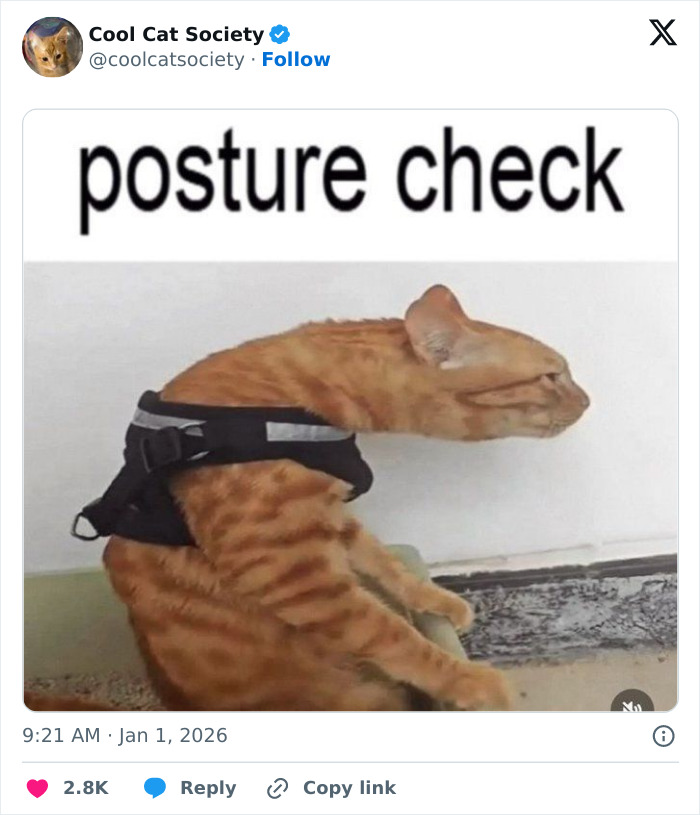 Orange tabby cat wearing a harness with distorted neck in a funny posture, highlighting funny memes about how awesome cats are.