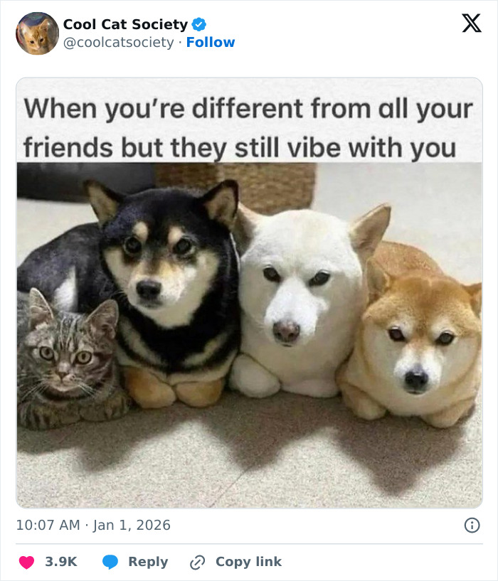 Funny cat meme showing a cat and three dogs sitting side by side, highlighting how awesome cats are with friends.