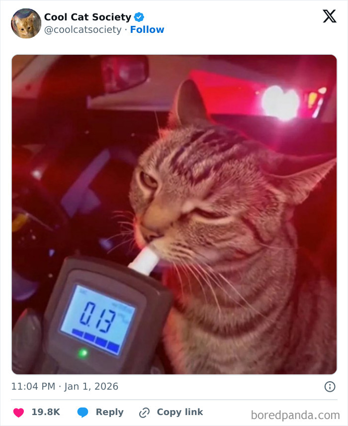 A funny cat in a car appears to be blowing into a breathalyzer, highlighting adorable cat humor memes.