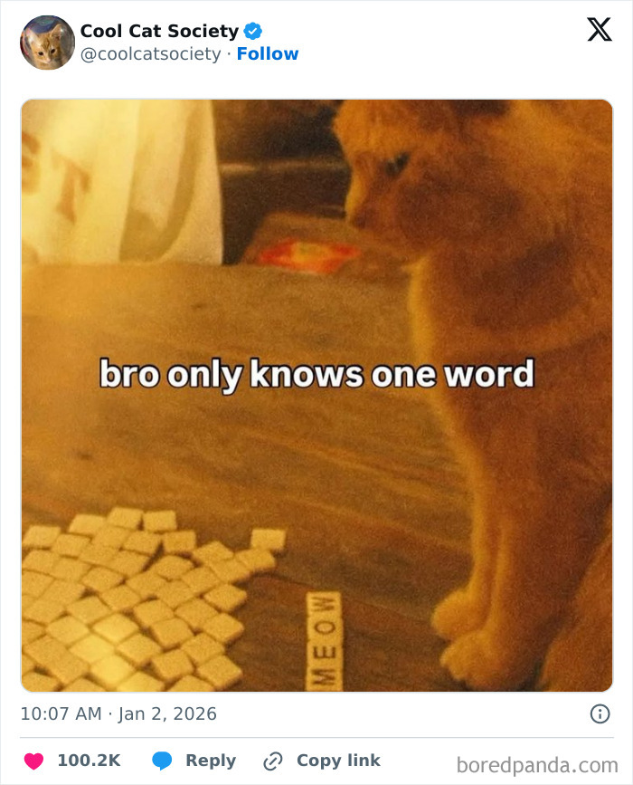 Orange cat sitting by Scrabble tiles spelling MEOW, funny meme highlighting how awesome cats are with one word.