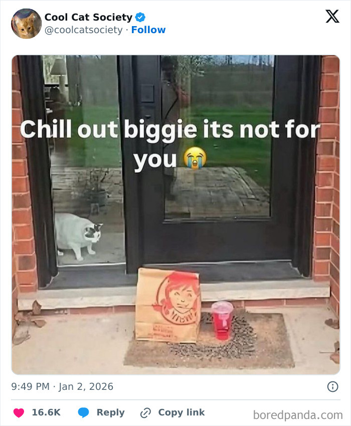 Cat standing inside glass door looking at food bag outside, funny meme showing how awesome cats are.