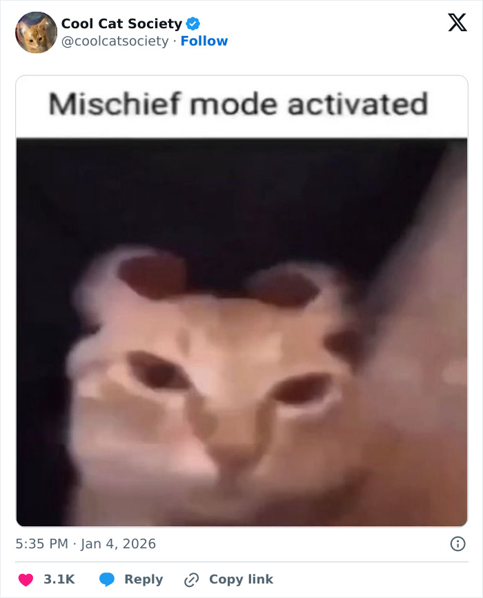 Blurry close-up of a cat with text indicating mischief, showcasing funny memes about how awesome cats are.