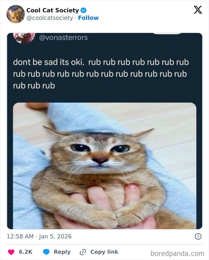 Cat being held and gently rubbed, showcasing funny memes to remind you how awesome cats are.