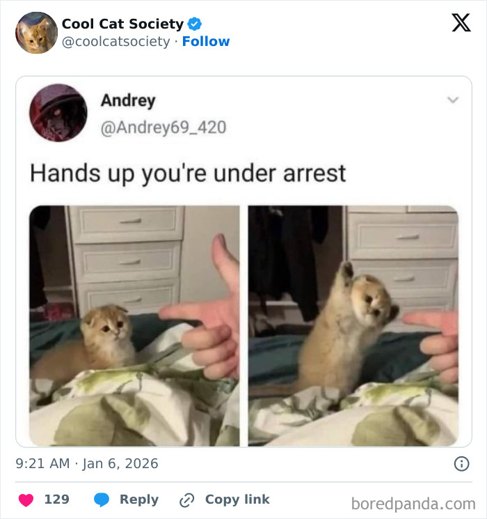 Small kitten raising its paw as if surrendering in a funny meme showing how awesome cats are.