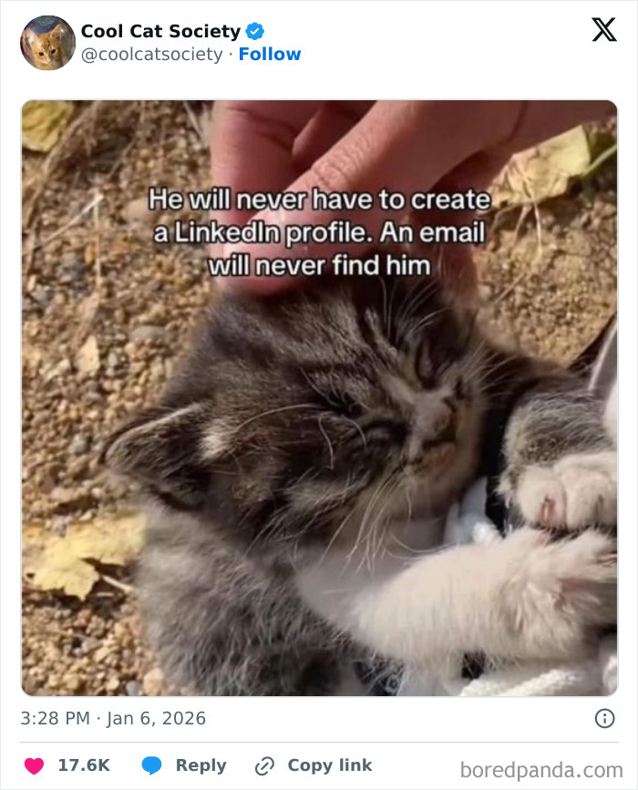 Cute kitten enjoying a gentle head rub outdoors, highlighting funny memes to remind you how awesome cats are.