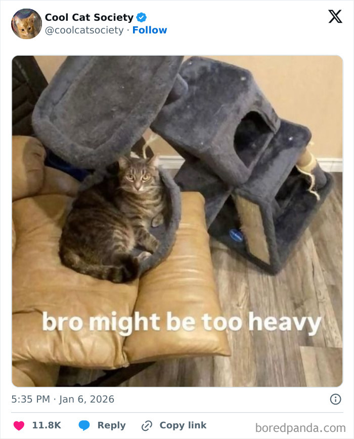 Tabby cat resting on a sagging chair next to a fallen cat tree, showing funny cats reminding how awesome cats are.