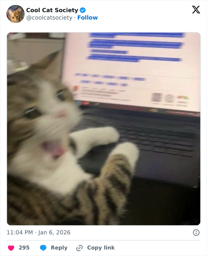 Blurry tabby cat with paws on a laptop keyboard, looking surprised, capturing funny cat moments for memes.