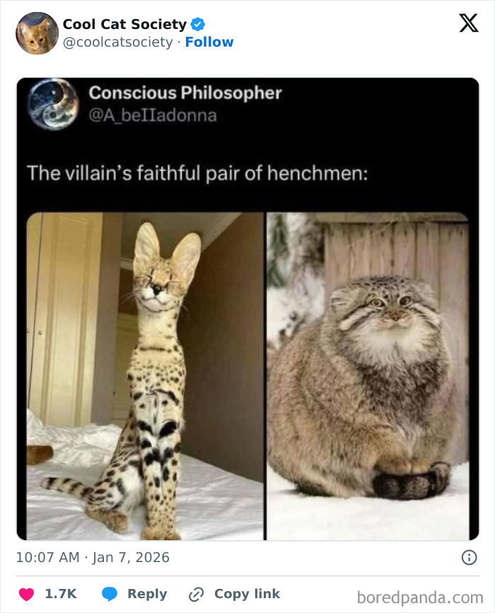 Funny cat meme showing a slender serval and a fluffy Pallas's cat, highlighting how awesome cats are.