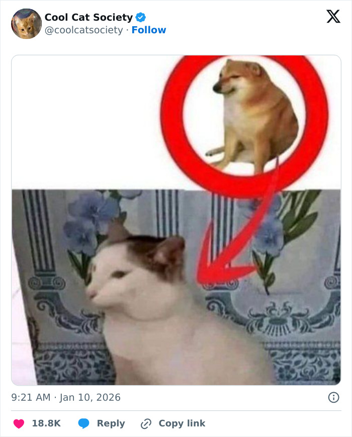 Funny cat meme with a red circle and arrow pointing to a unimpressed cat, showcasing how awesome cats are in memes.