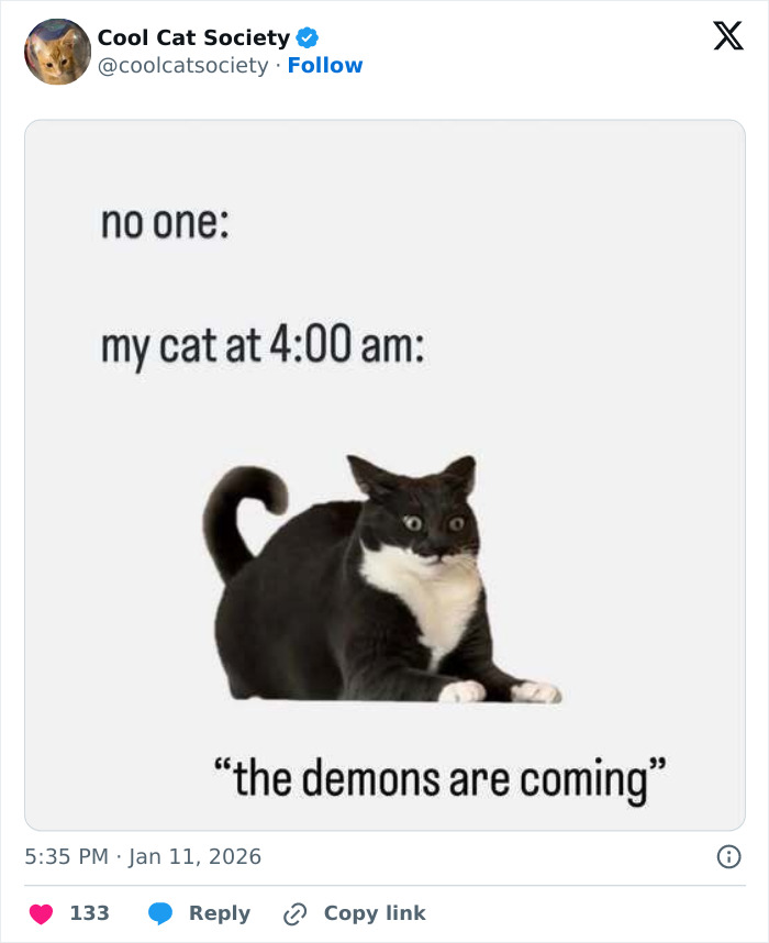 Black and white cat wide-eyed at 4:00 am with caption about demons, funny meme showing how awesome cats are.