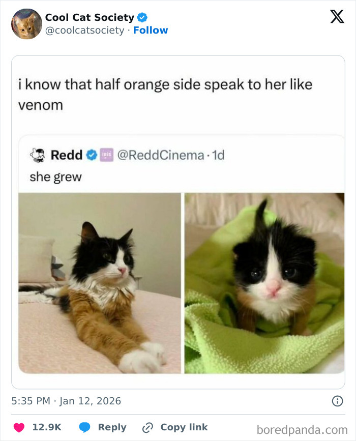 Funny cat memes showing an adorable kitten growing into a fluffy cat, captured in two side-by-side photos.