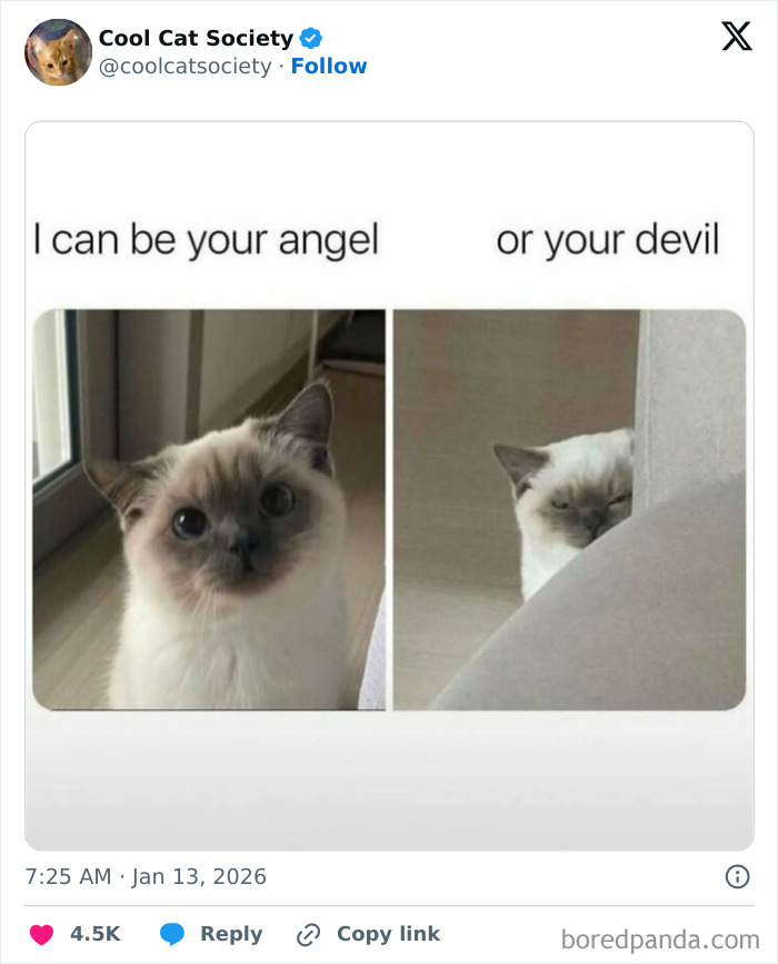 Cat showing two expressions, one cute and angelic and the other mischievous, highlighting how awesome cats are.