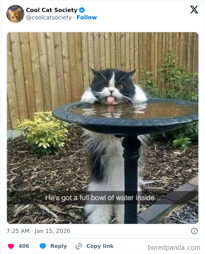 Black and white cat humorously drinking from a birdbath, highlighting funny memes about how awesome cats are.