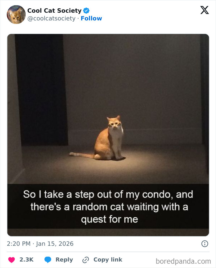 Orange and white cat sitting alone in a dimly lit room, highlighting funny memes to remind you how awesome cats are.