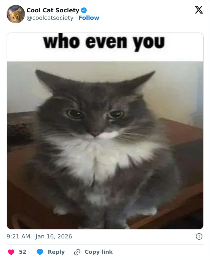 Gray and white fluffy cat with serious expression sitting on a table, funny meme reminding how awesome cats are.