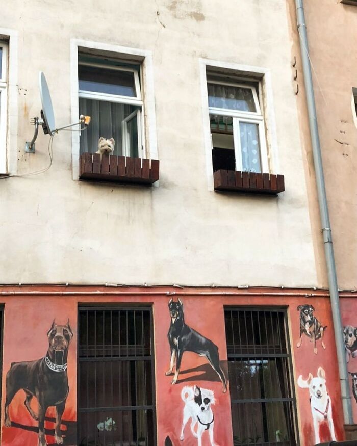 Small dog peeking out of an open window above a building wall painted with colorful dog murals.