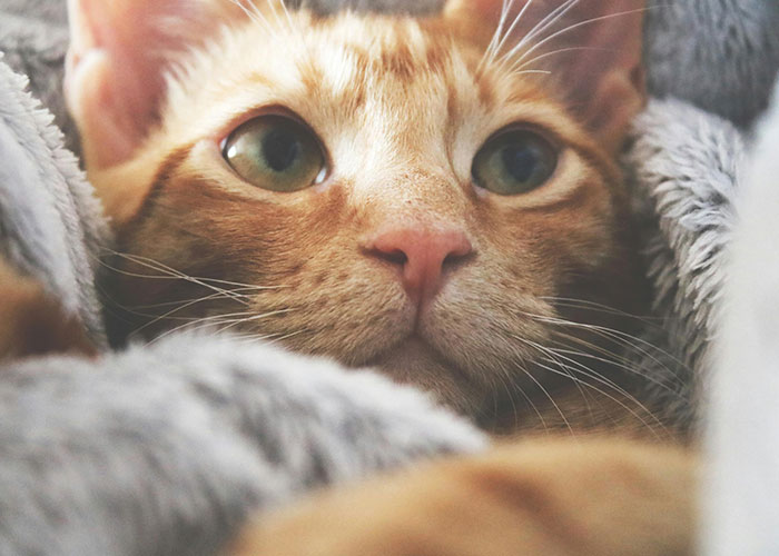 Close-up of a curious orange cat nestled in soft blankets, capturing a wacky story moment with vivid expression.