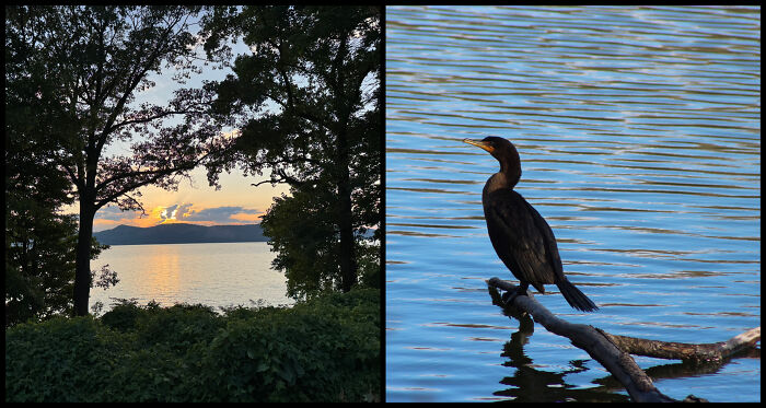 “Sunset” By Joe Zarzhevsky & “Double Breasted Cormorant” By Martha Bierut
