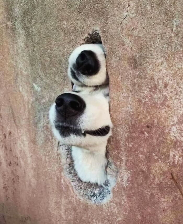 Two dog noses peeking through a narrow crack in a wall, capturing a charming street photo moment.