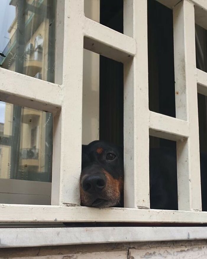Dog with black and tan fur adorably peeking out of a window behind white bars on a building facade.