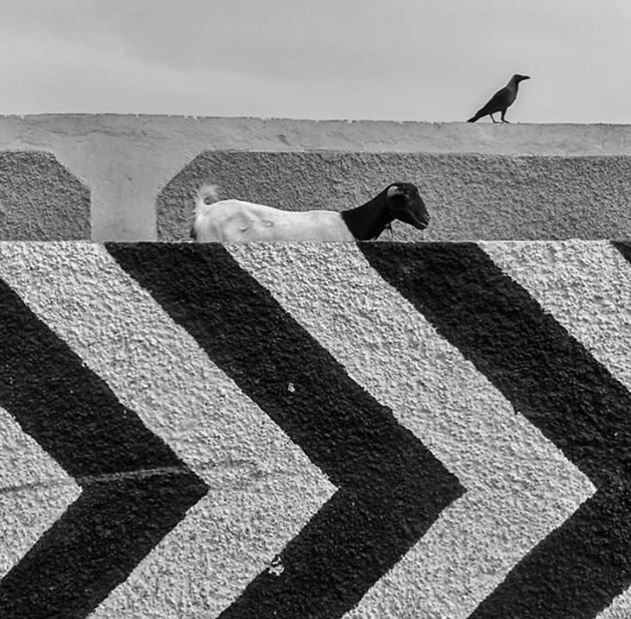 Goat and crow on textured concrete wall with bold diagonal stripes in a striking street photo capturing unexpected moments.