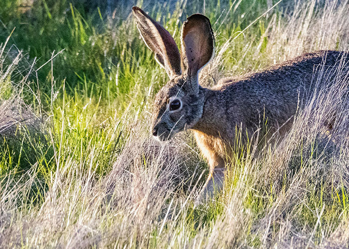 Wild rabbit with large ears blending into grass, illustrating a scene from wacky stories people hope others will believe.