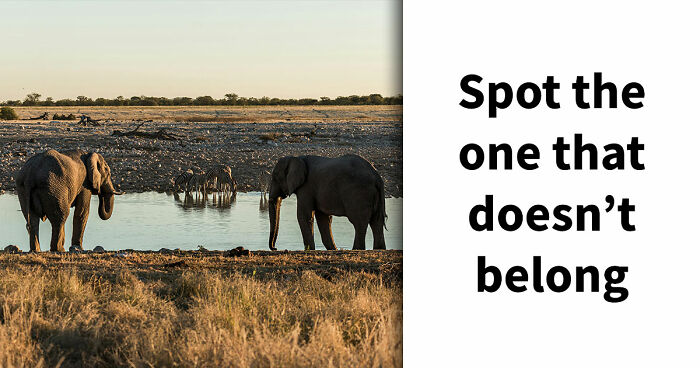 These 26 Odd-One-Out Questions Are Designed To Trick Your Mind – Try To Outsmart Them