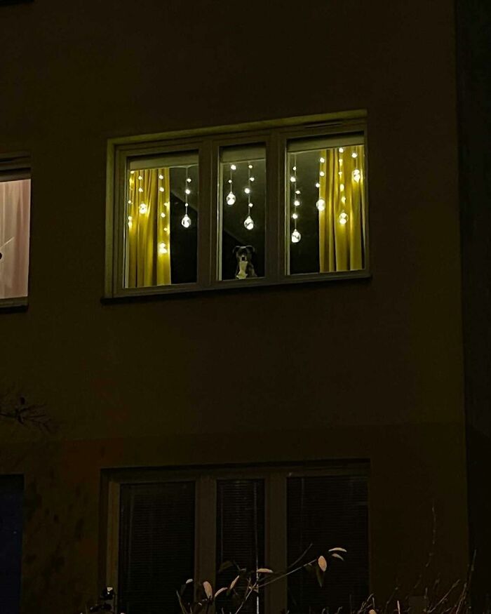 Dog peeking out of window decorated with hanging lights and yellow curtains at night in a cozy home setting.