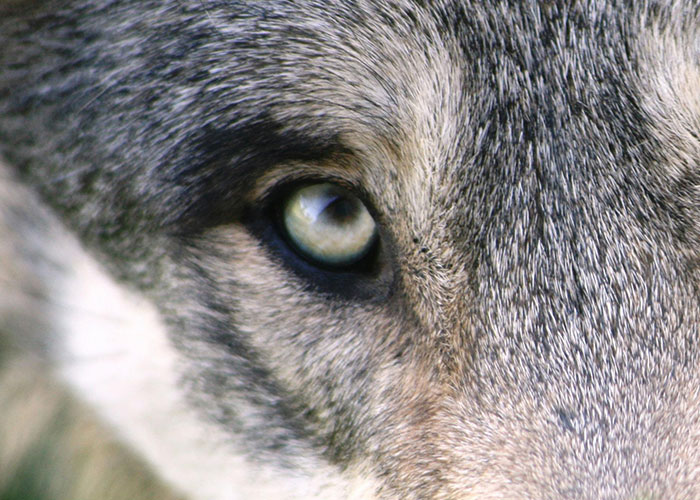Close-up of a wolf's eye and fur texture, illustrating a wacky story involving wild animal encounters.