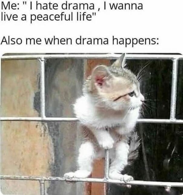 Cute kitten stuck in a fence looking out, illustrating relatable memes about drama and wanting a peaceful life.