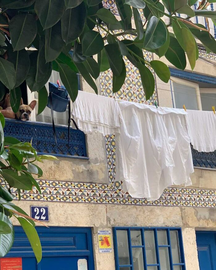 Adorable dog peeking out of a window behind leaves with white laundry hanging on a line in a charming building.