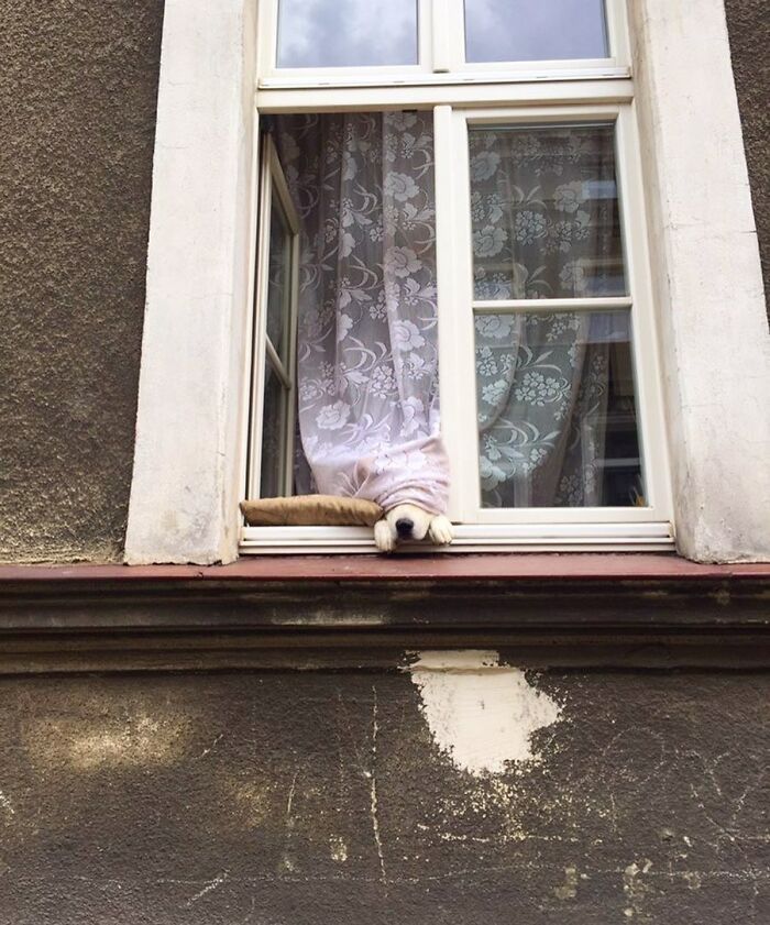Adorable dog peeking out of a window with floral curtains, resting paws on the windowsill, looking outside.