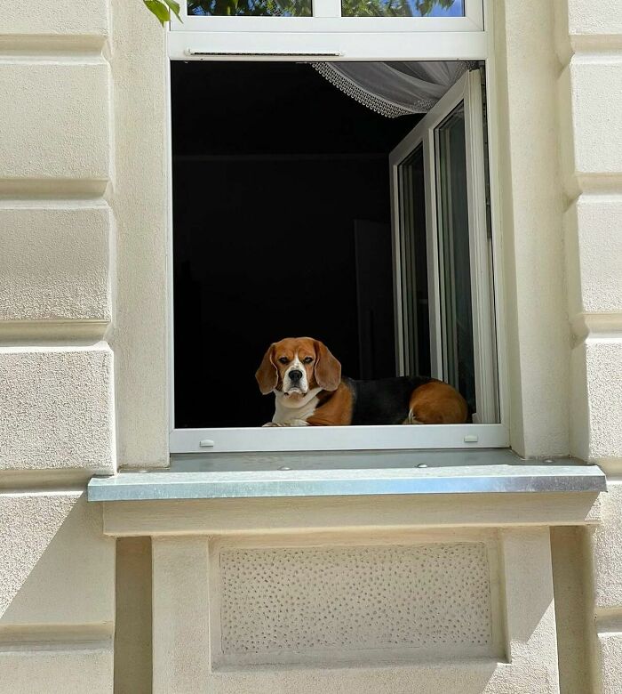 Beagle dog peacefully peeking out of an open window of a light-colored building on a sunny day.
