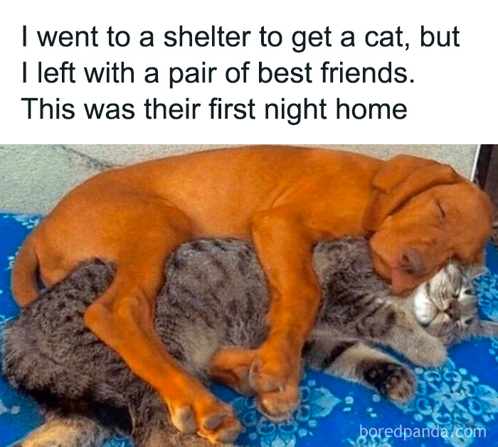 Puppy and kitten cuddling on a blue blanket, showcasing cute and sweet animal memes that bring smiles today.