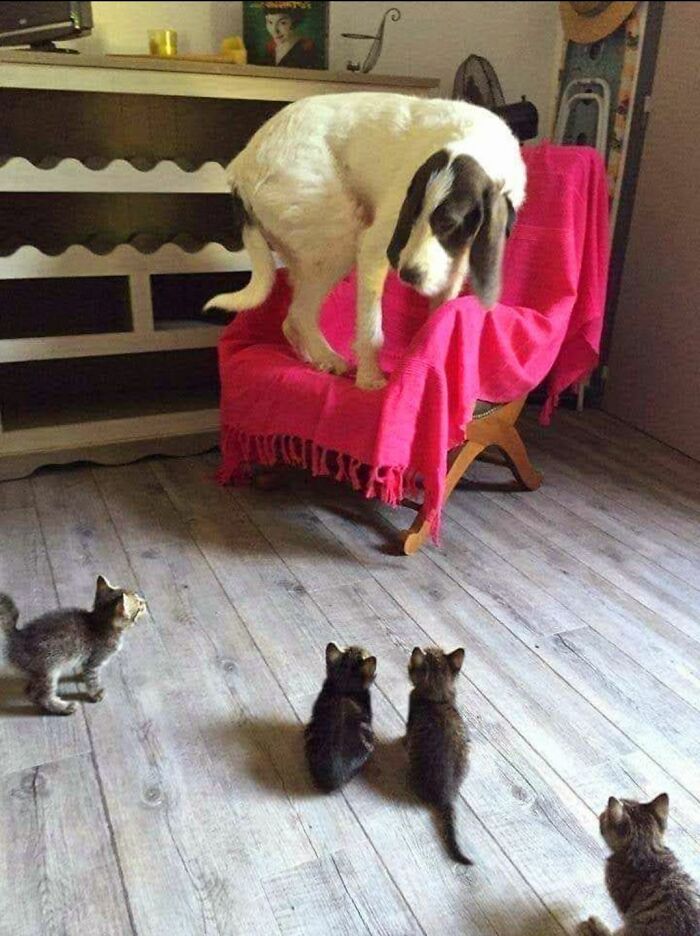 Cute dog standing on a chair covered with a red blanket looking down at five curious kittens on the floor indoors.