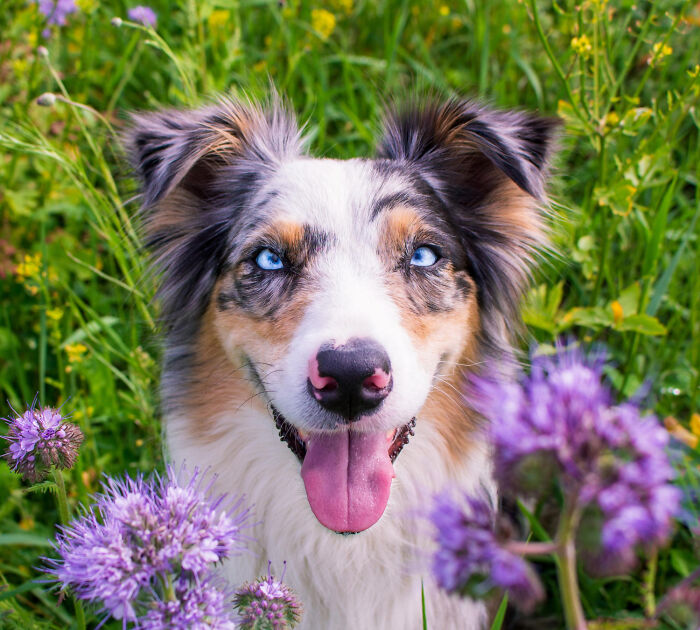 Happy Australian Shepherd dog with blue eyes sitting in grass and purple flowers, capturing iconic satisfying moments.