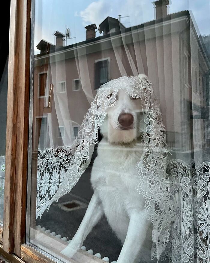Adorable dog peeking out of a window with lace curtains draped over its head, looking outside with curiosity.