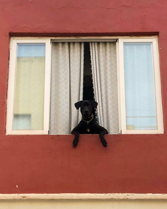 Black dog peeking out of window with curtains, resting paws on windowsill against red exterior wall background.