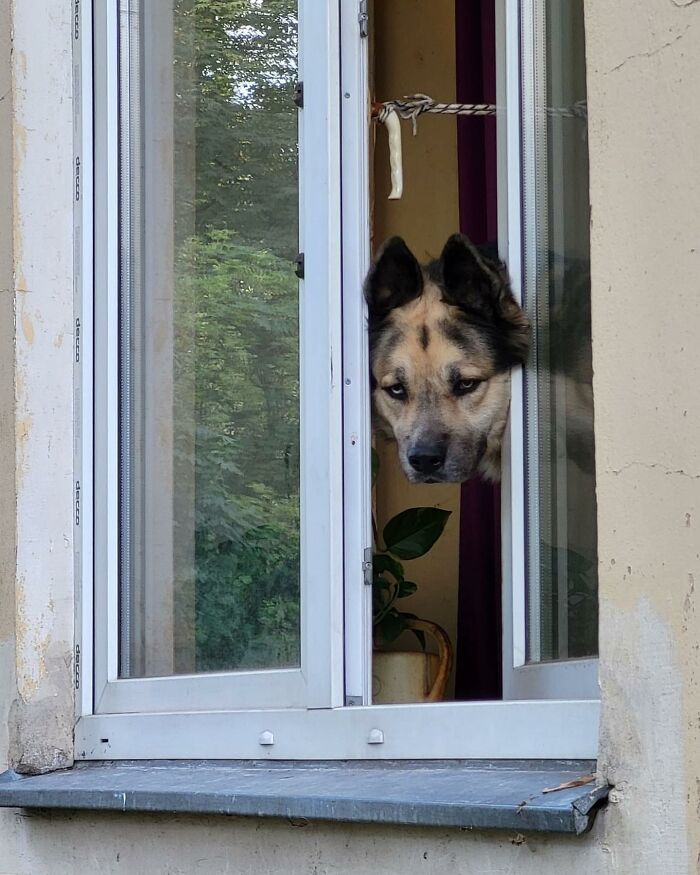 Dog with alert expression peeking out of a partially open window, surrounded by a residential setting and greenery outside.