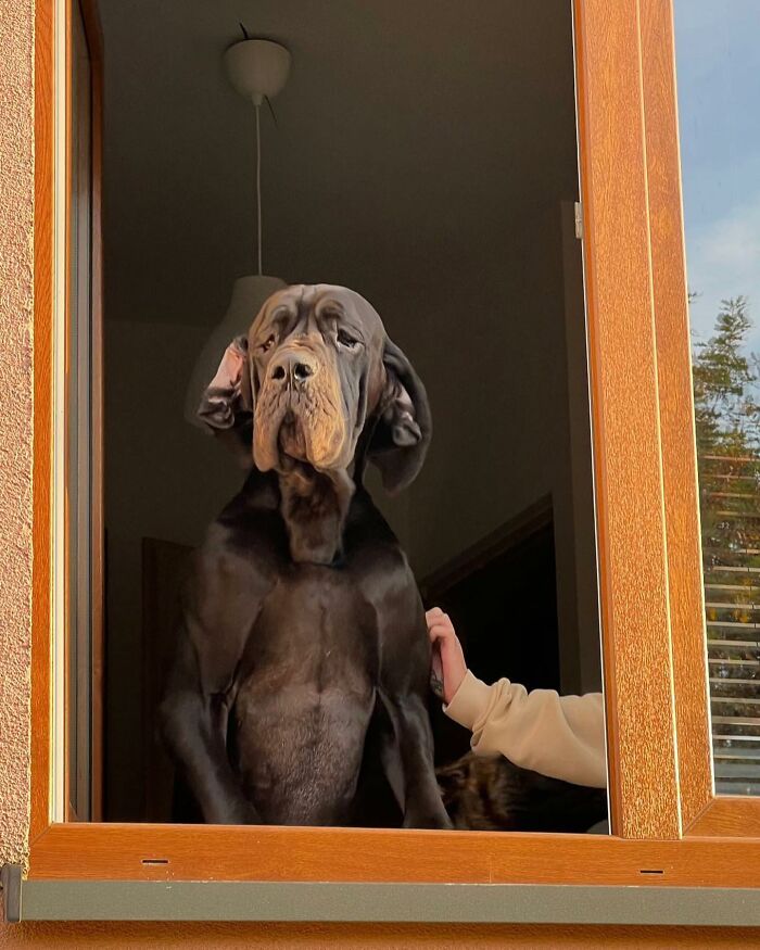 Large black dog caught peeking out of a window with a hand resting on its side, showcasing adorable dogs behind windows.
