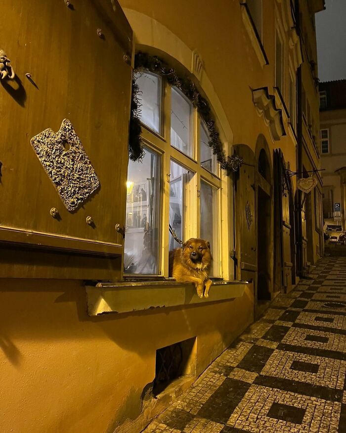 Adorable dog caught peeking out of a window at night on a cobblestone street with warm lighting.